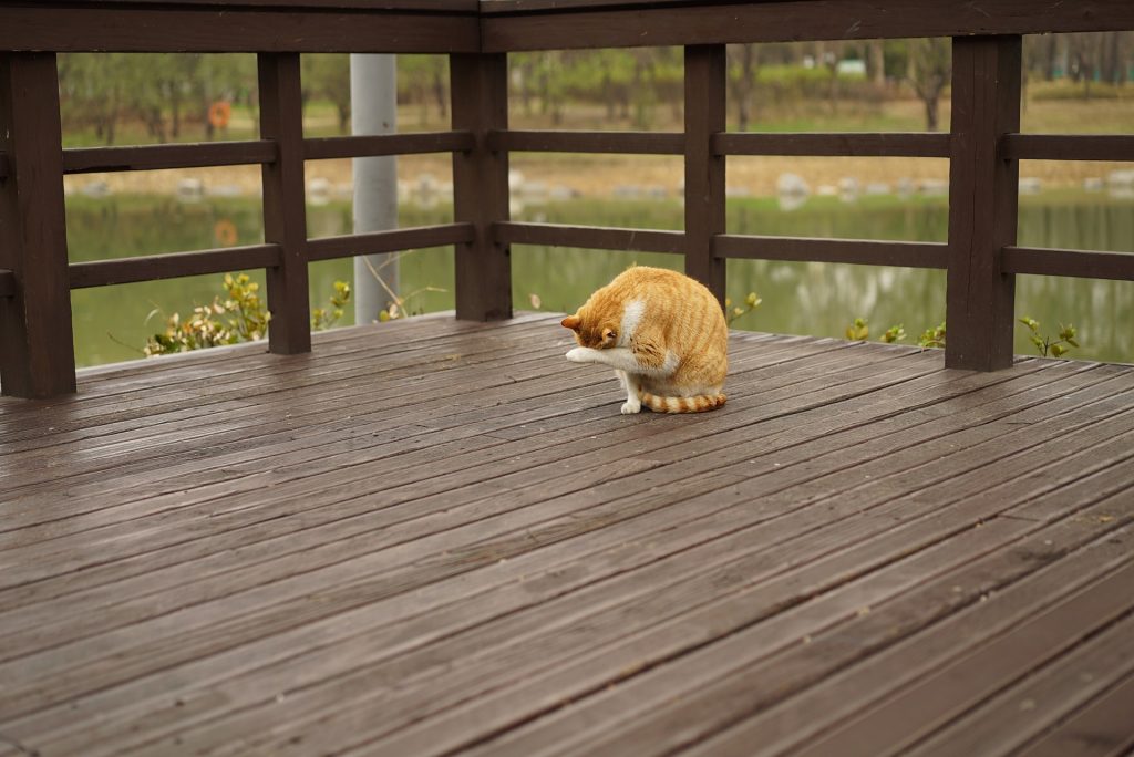 kite landscapes decking installed in maidenhead beautiful garden with cat on decking