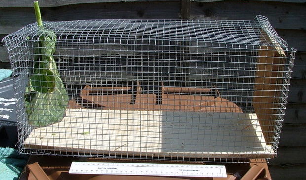 making a rabbit trap instrucatables