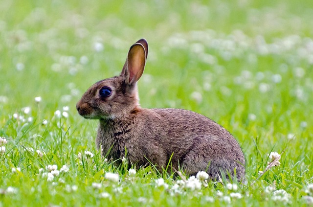 rabbit in garden