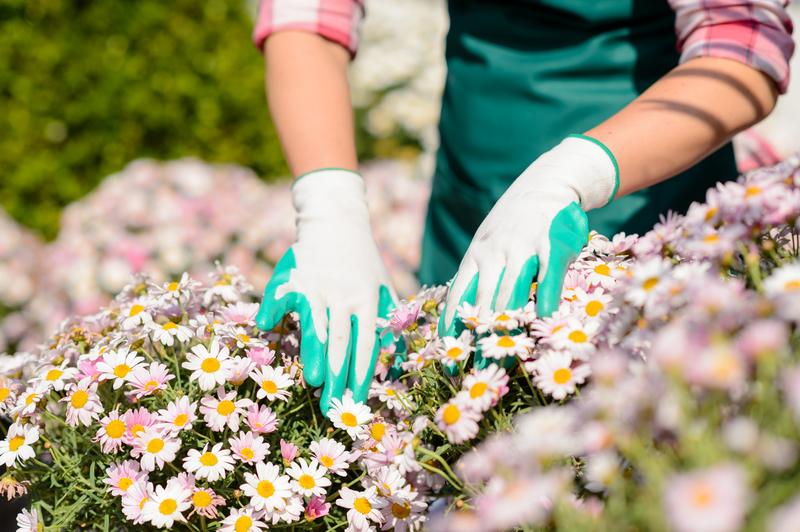 Hands in gardening gloves touch daisy flowerbed