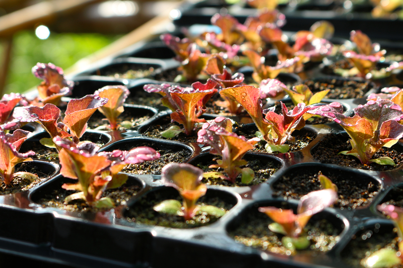 Red lettuce in seeding tray