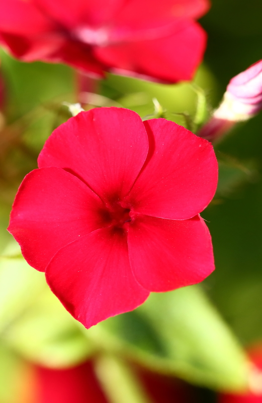 Phlox flower