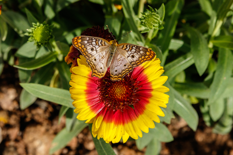 Blanket flower