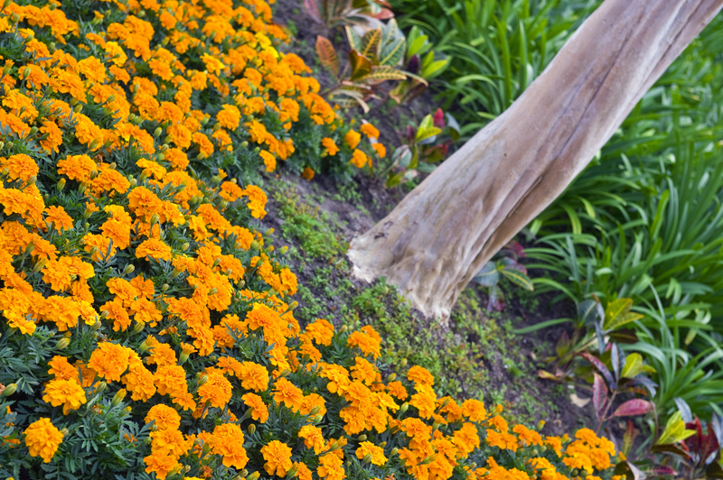 flowers around a tree