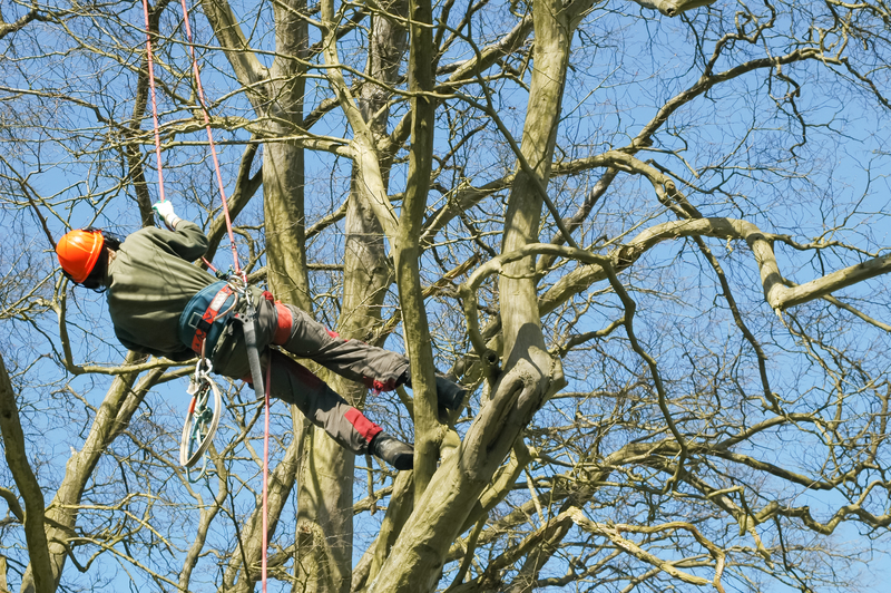 what is tree surgery