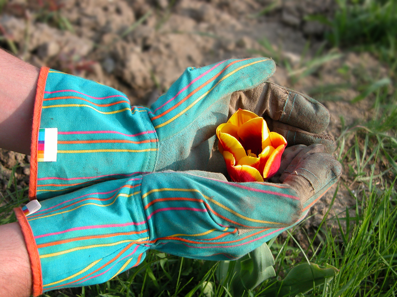 gardening with gloves and pretty flower in palm of hands