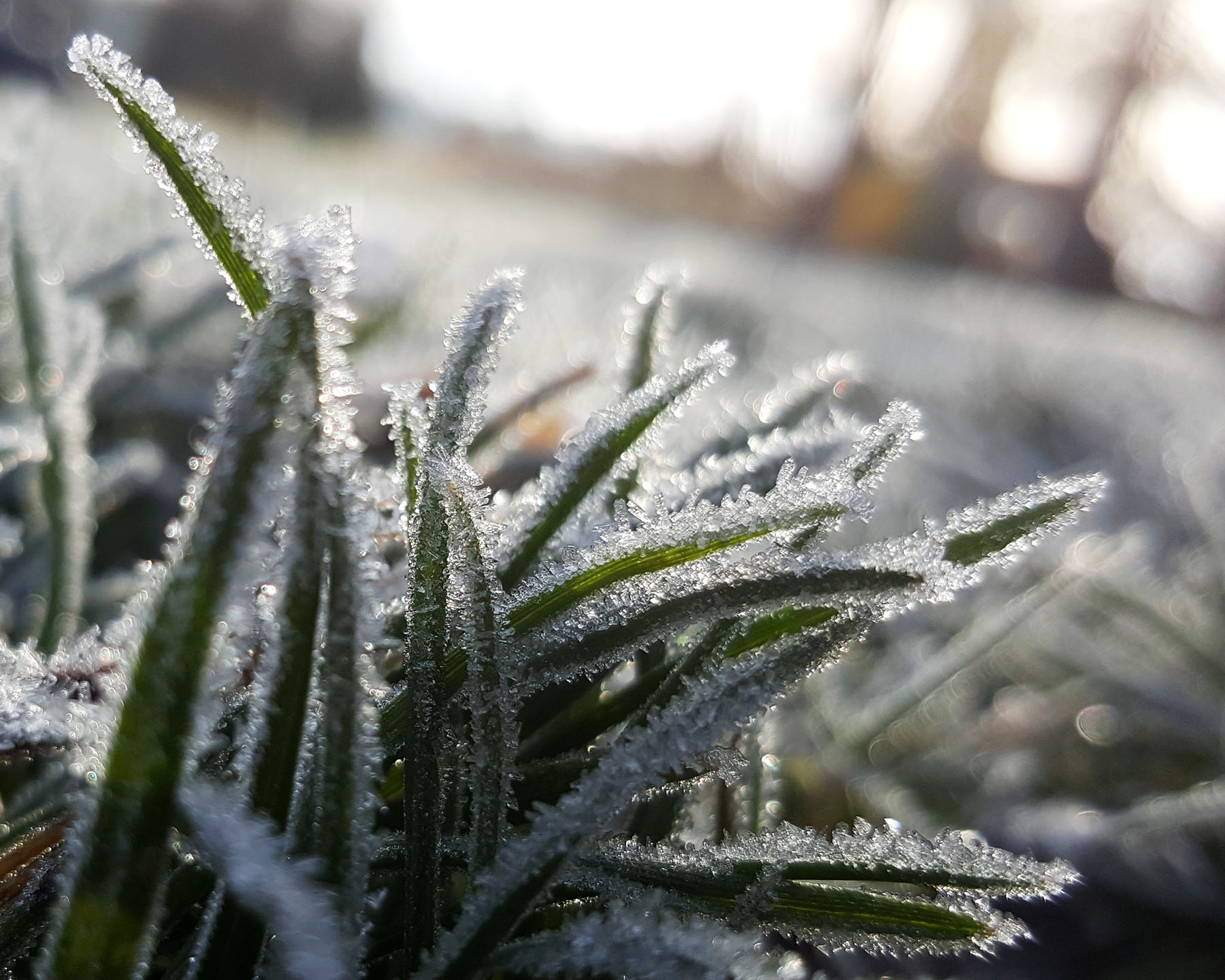 Grass with frost on