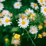 daisy's