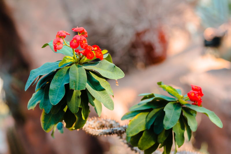 Arid Garden plant