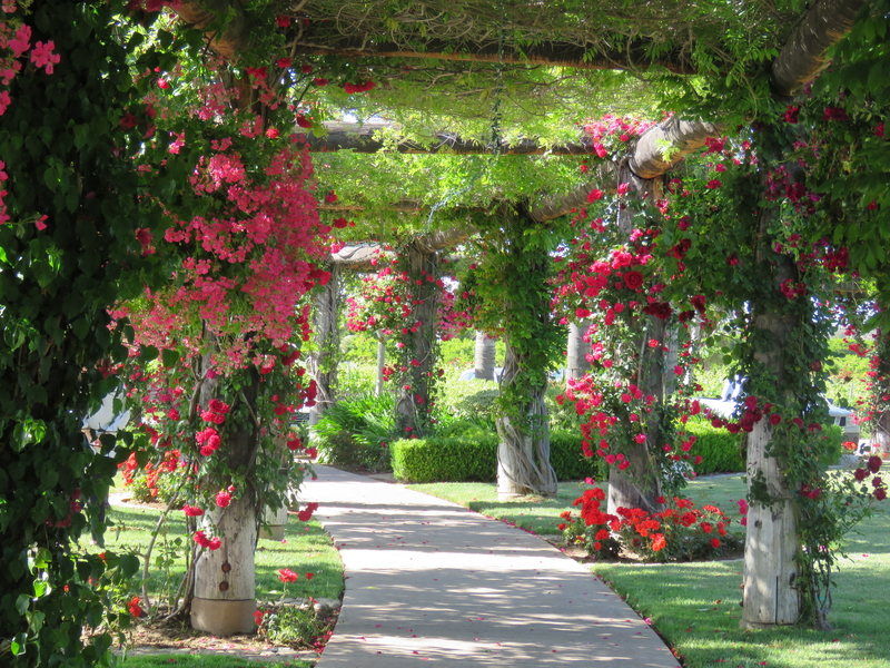 gardening with rose flowers