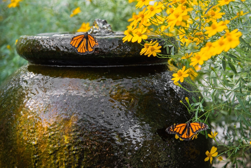 Water feature in the garden with butterfly